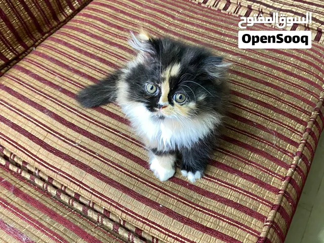 كيتن بيرشن (شيرازي كاليكو - سبليت فيس) بنت تقليب عالي جداً