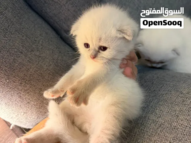 Scottish fold