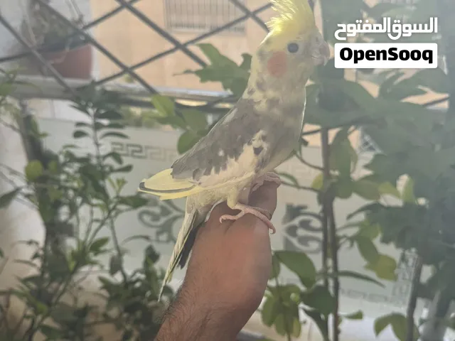 كوكتيل للبيع