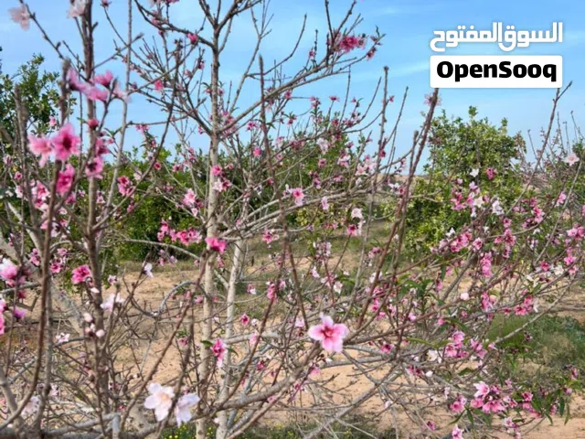 قطعة ارض للبيع
