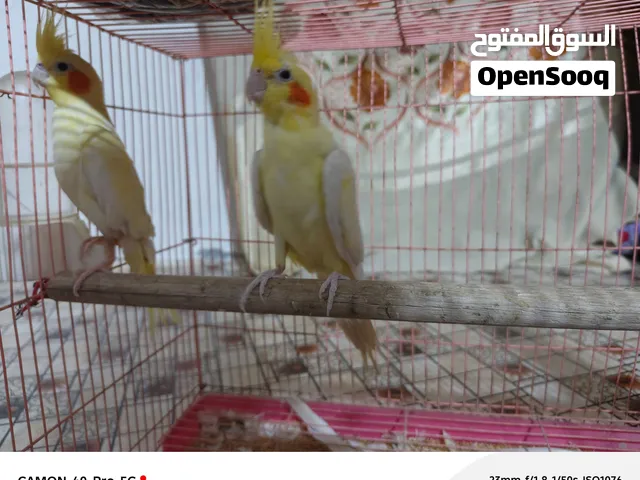 طيور كوكتيل