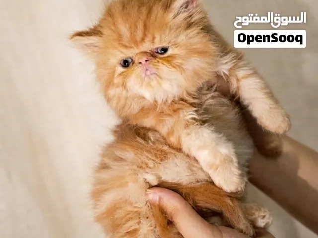 قطه بيرشن زورار توب ريد تابى