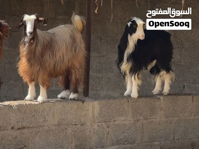 للبيع 3 غنم هديات مذاير ما جالهن ولدن