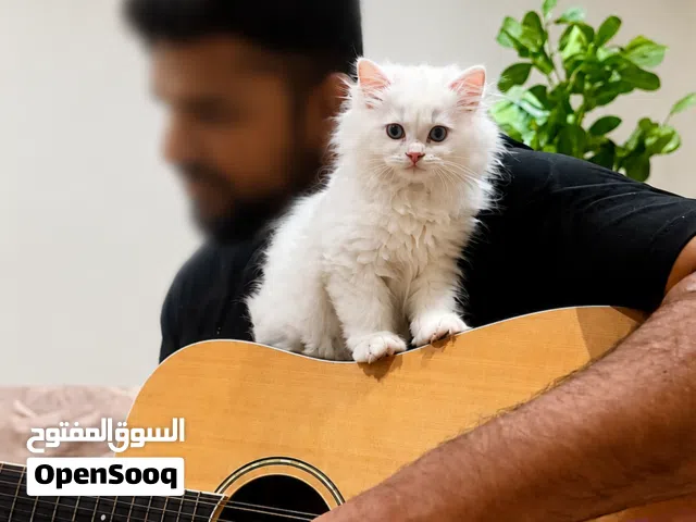 Pet/Cat Sitting At Home With Individual Care. Cageless