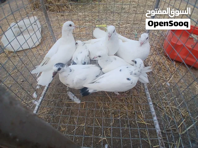 حمام للبيع