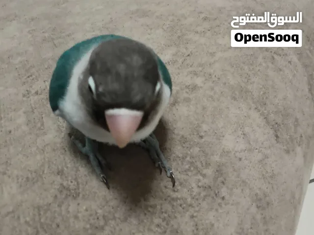 Oiseau inséparable bleu 4 mois avec grande cage .