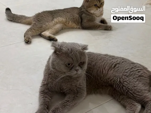سكوتش فولد