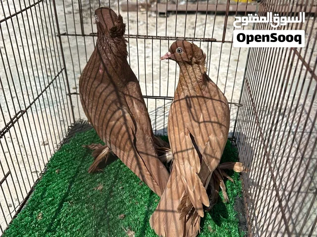 متاح رواعب البيع وشك بيض ب55