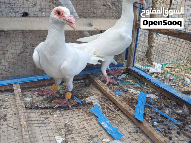 حمام بل صلى على النبي حمام بغدادي شغال مية بلمية السعر 30يوجد تفاوض للجادين فقط