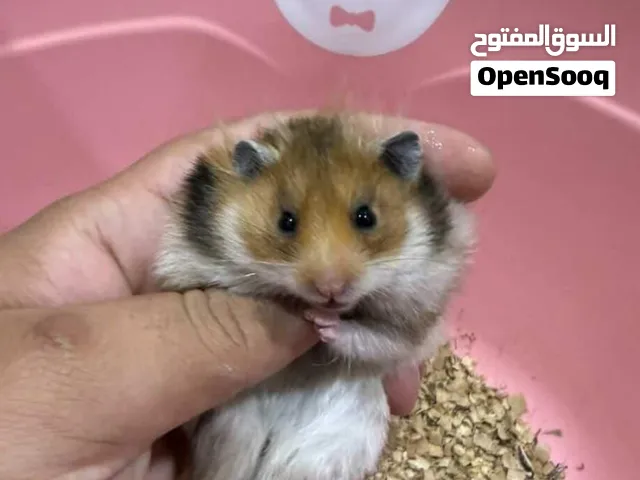 هامستر للبيع