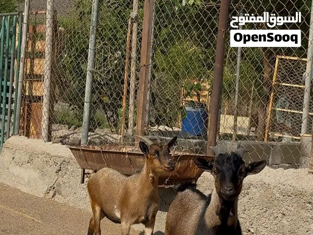 ماعز بقمي زوج انثي عشار