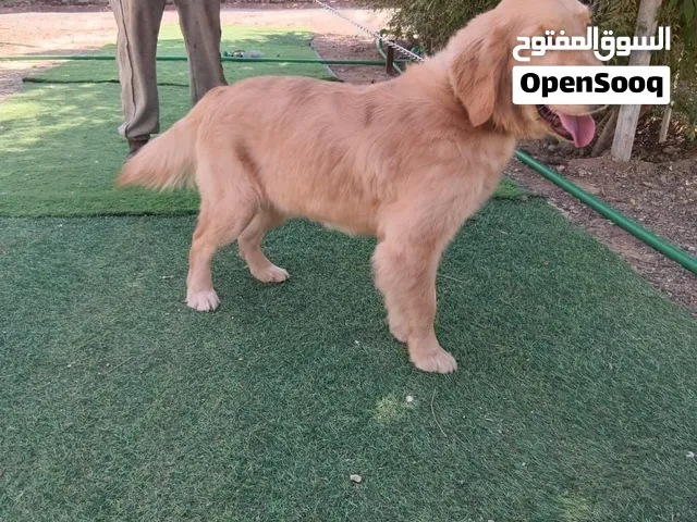 حيوانات أليفه كلاب جولد