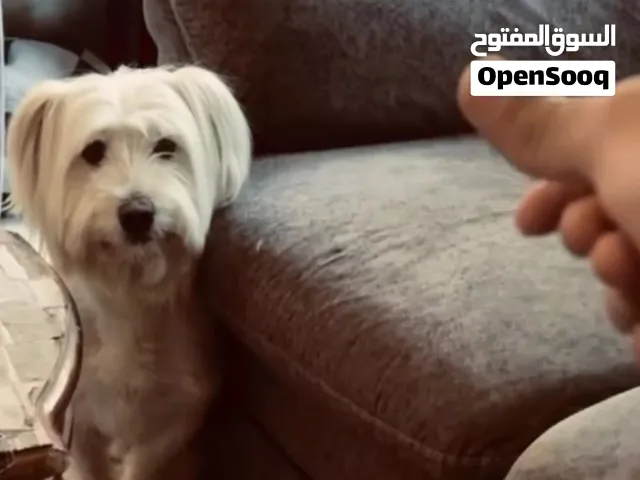 كلب مالتيز بيور للبيع