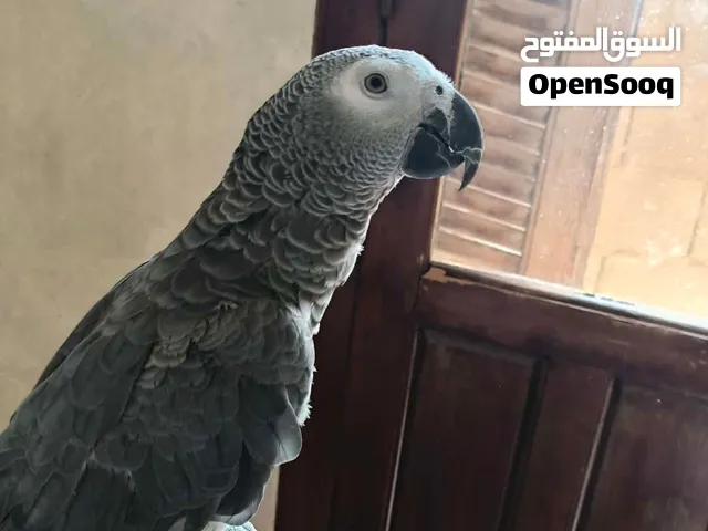 بيع ببغاء كاسكو مدريسي يهدر مليح واحب اللعب