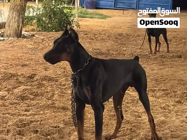 دوبر مان ذكر مستورد سبب  عدم التفرغ