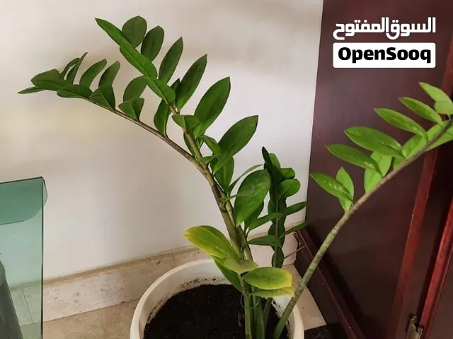 Plants for Sale