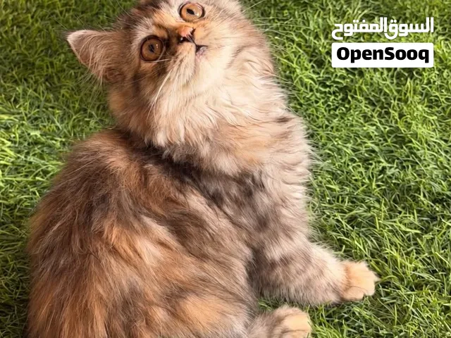 للبيع قطة شيرازية أنيقة لمحبي التميز