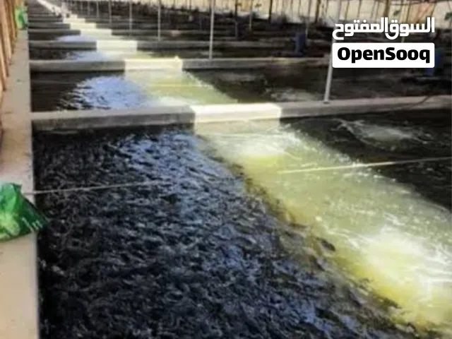 أبحث عن أحواض الأستزراع السمكي