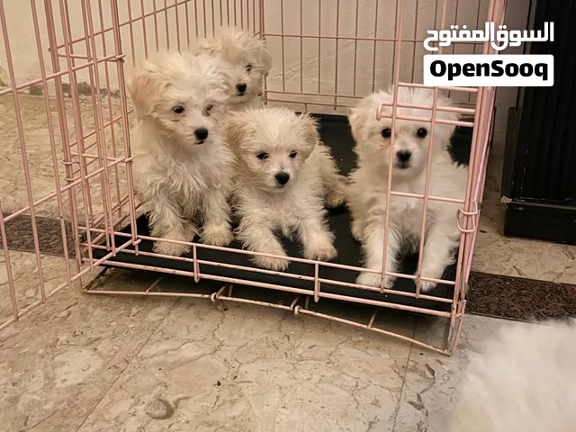 مالتيبو الأب بودل والأم مالتيز