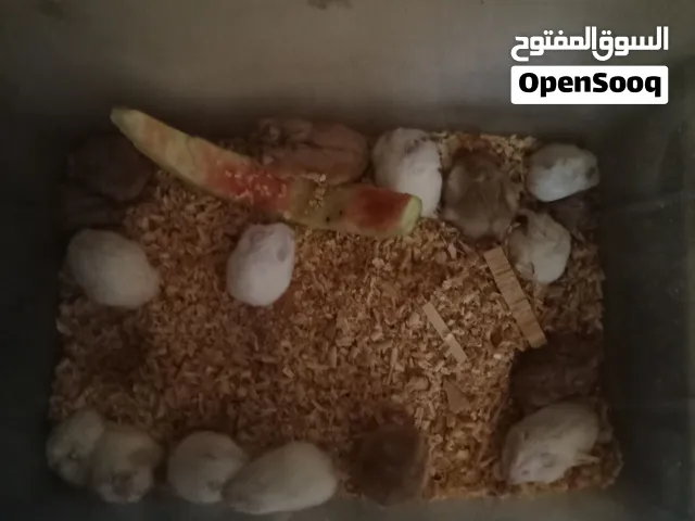 هامستر روسي أبيض رالبينو عيون حمر ...