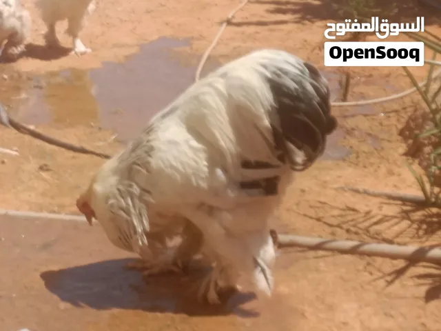 سلام عليكم متوفر فروج طوق عملاق دم صافي للبيع