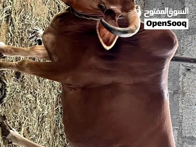 بقره عمانيه للبيع
