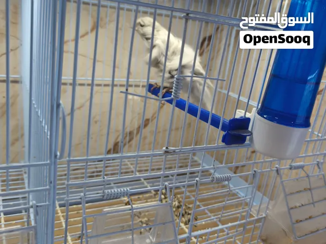 كنارات انواع