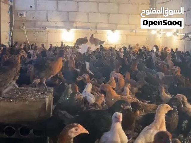 دجاج عمر من شهرين ونص لا 3 اشهر دجاج نخب النخب