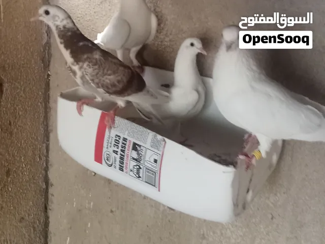 حبات 10 ريال 10