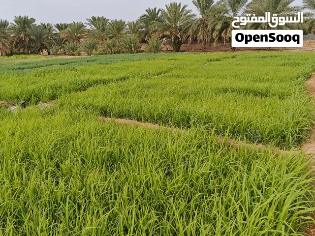 مزرعة متكاملة للبيع في منطقة وذحة بولاية بُهلاء