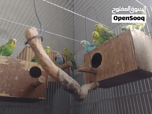خمسه ازواج عصافير كناري الزوج ب 9 الف