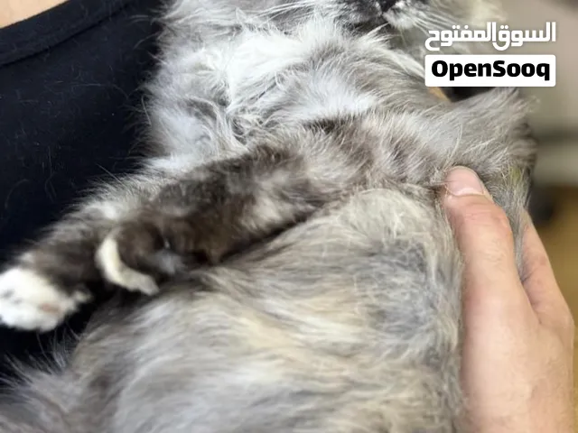 Persian cat girl - 8 months old - long hair