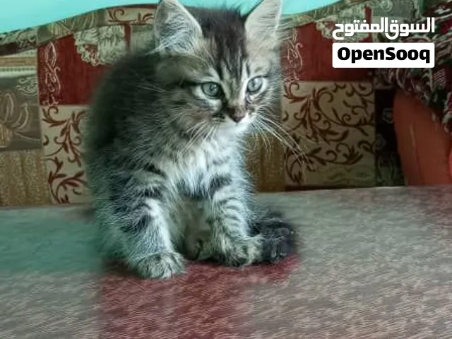 انثي شيرازي  حلوه