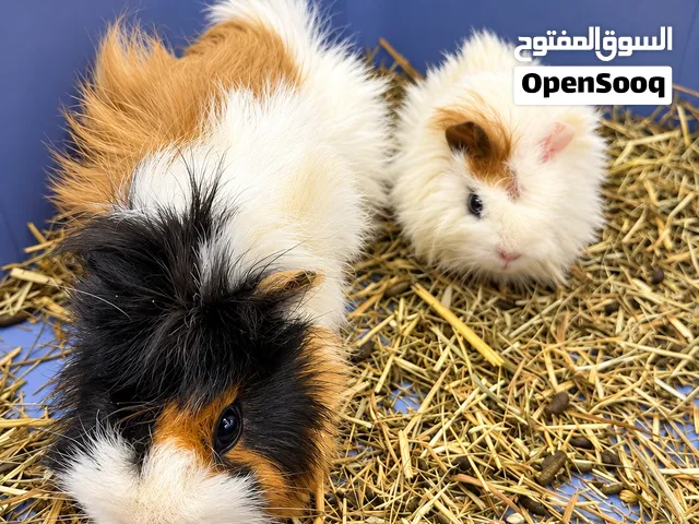 جينيا بيجز هامستر للبيع