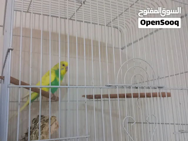 للبيع طير حب