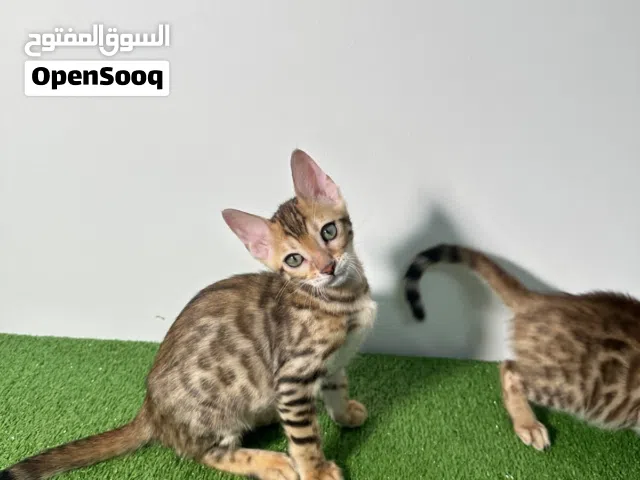 Bengal kitten