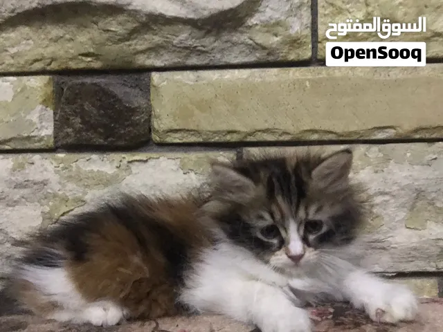 احلي بنوته بيرشن كاليكو مكملتش شهرين ب شخصيه مميزه جدا وجاهزه لبيتها الجديد