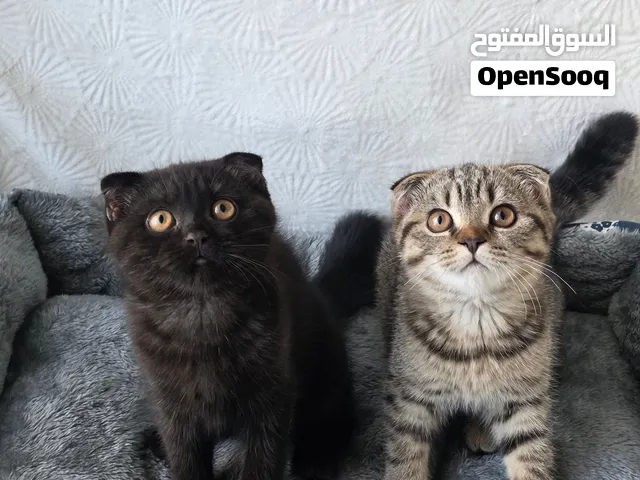 سكوتش فولد الواحد 1200
