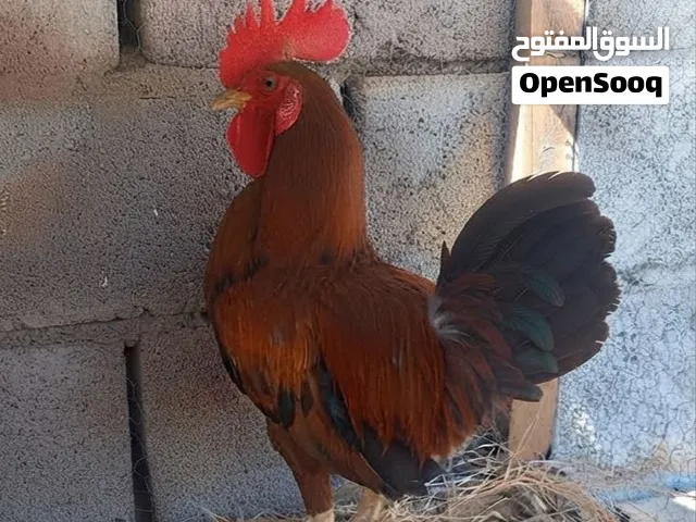 ديج شمسي شرط الصحه و النظافه العمر 6 اشهر