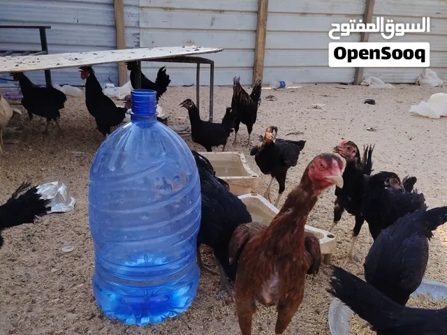 للبيع مجموعه دجاج