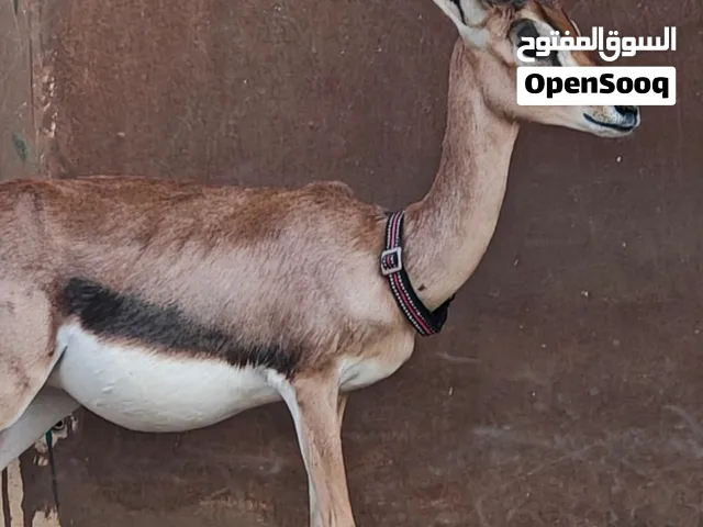 للبيع أنثى الديماني عشار ثقيله قريب الولاده الون الغامق سلاله عمانيه