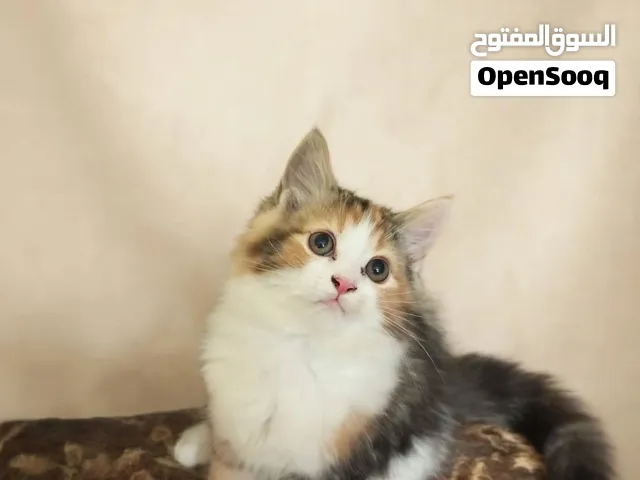 بنوته شيرازي مون فيس شانشيلا عمر شهرين ونص من الهرم  للبيع السعر 400ج