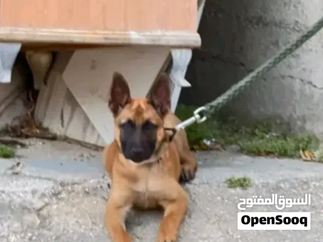كلب مليونا عمر 80يوم دم حامي مع أوراق قانوني