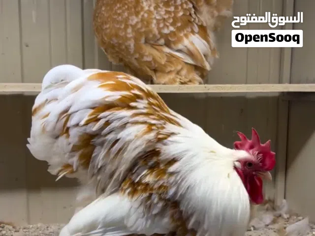 متوفر انتاجات الكوشن القزم من افخم واجمل سلالات دجاج الزينة
