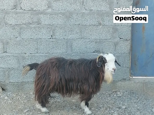 شاه للبيع.... صور