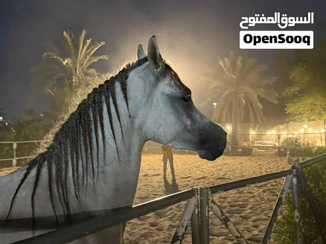 فرس عربية للبيع