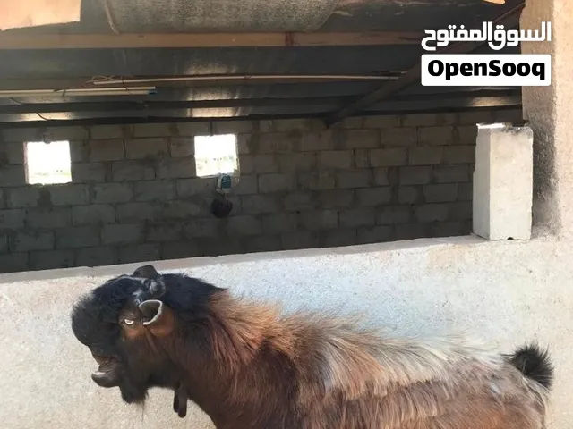 تيس شامي رامي الحبات جديد/قطعه ونظافة مكفول من جميعو