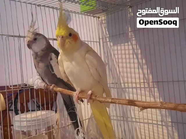 Cockatiel adult pair.