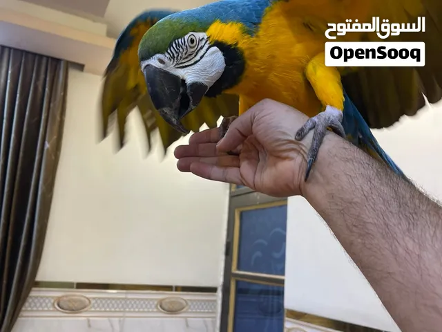 مكاو العنوان بغداد فول جنج كامل متكلم