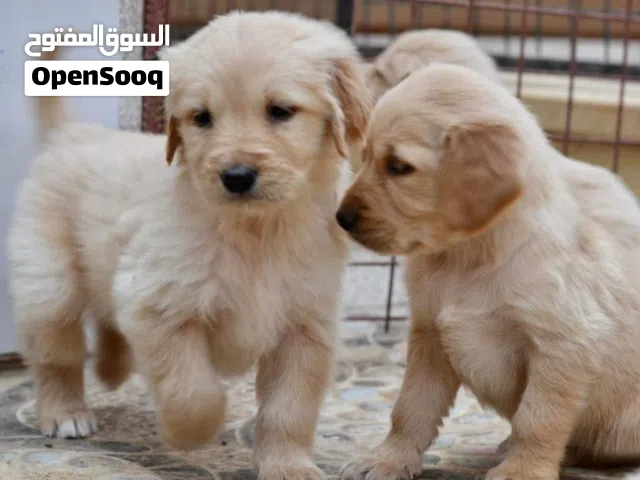 Golden retriever